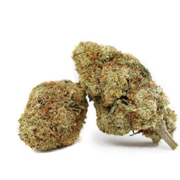 Fleur CBD Cannalight Greenhouse, Origine Suisse