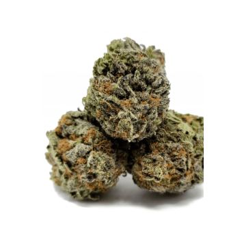 Fleur CBD Lemon Skunk Outdoor, Producteur Tarn