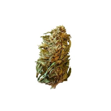 Fleur CBD Strawberry x Panakeia Outdoor, Producteur Tarn