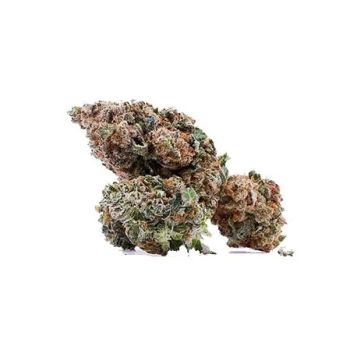 Fleur CBG Orange Bud Indoor - Variété riche en cannabigérol