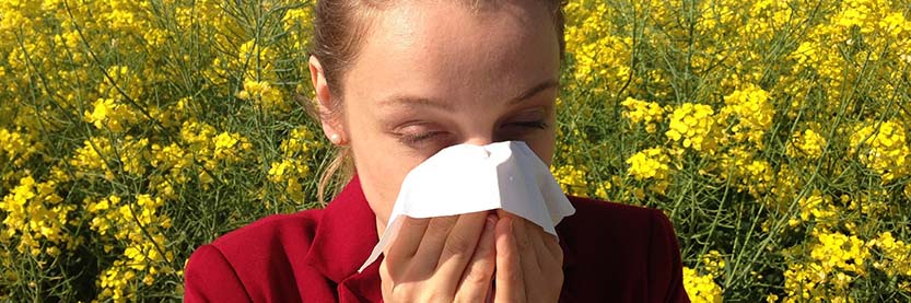 Le CBD contre les allergies