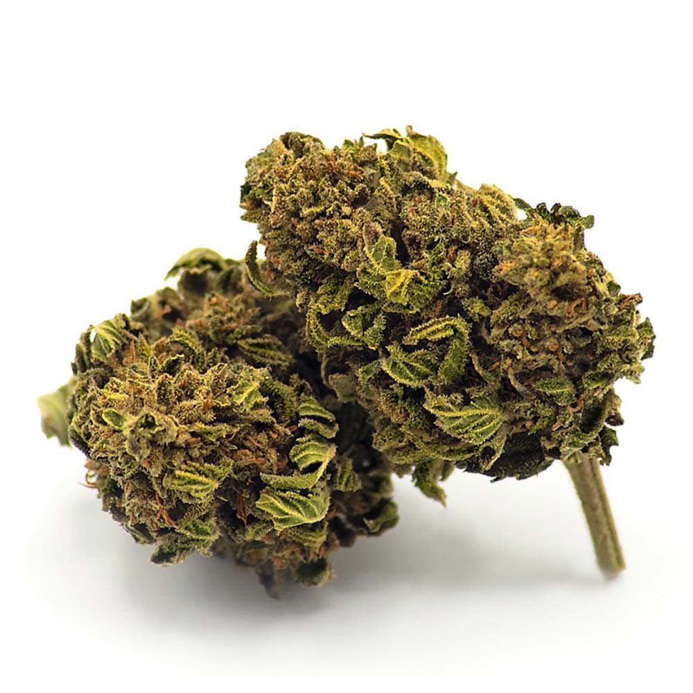 Fleur CBD Mango Kush greenhouse, bourgeon dense et résineux
