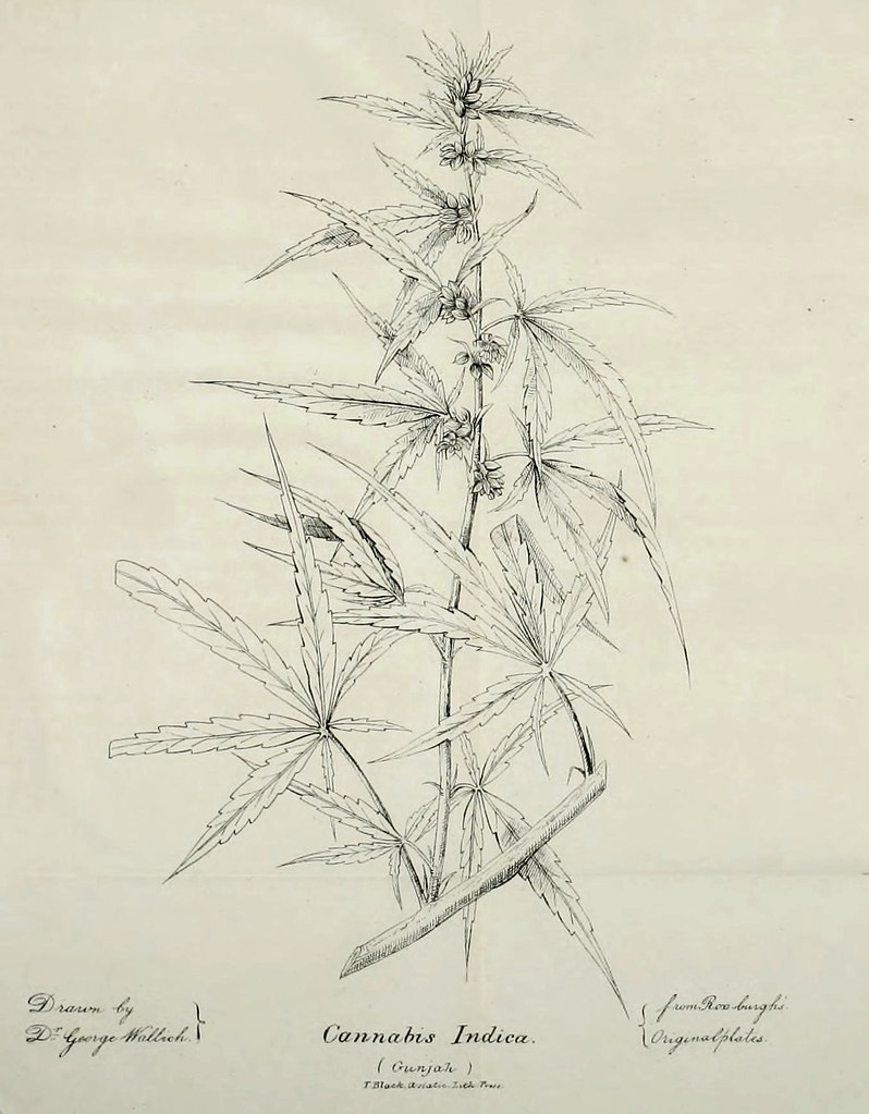 Dessin de Cannabis indica
