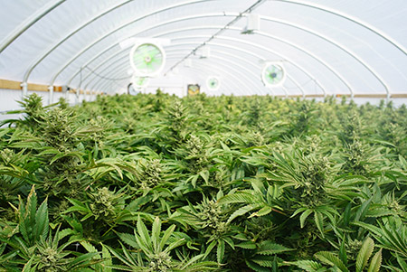 culture cbd greenhouse